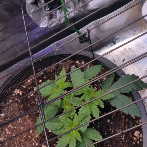 Tree 2 growlog timeline photo