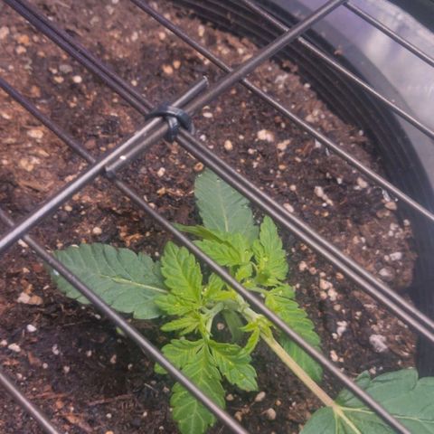 Tree 2 growlog timeline photo