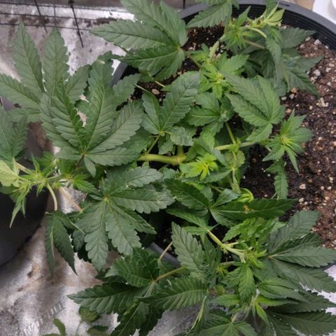 Tree 2 growlog timeline photo