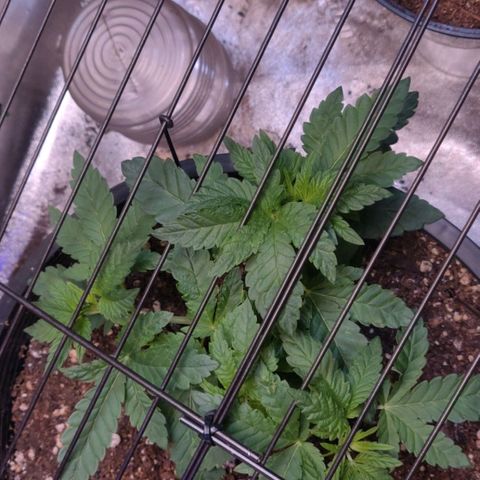 Tree 2 growlog timeline photo