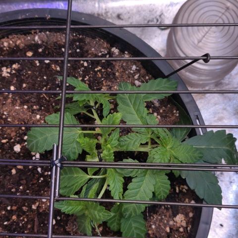 Tree 2 growlog timeline photo