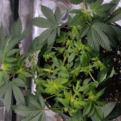 Tree 2 growlog timeline photo