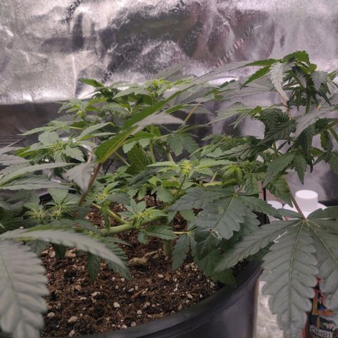 Tree 2 growlog timeline photo
