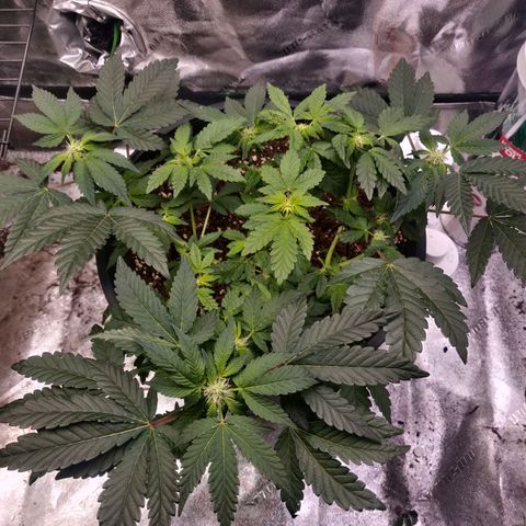 Tree 2 growlog timeline photo