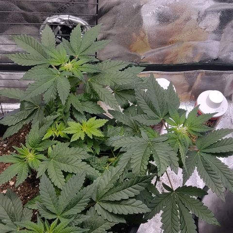 Tree 2 growlog timeline photo