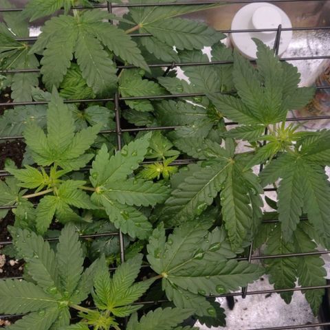 Tree 2 growlog timeline photo