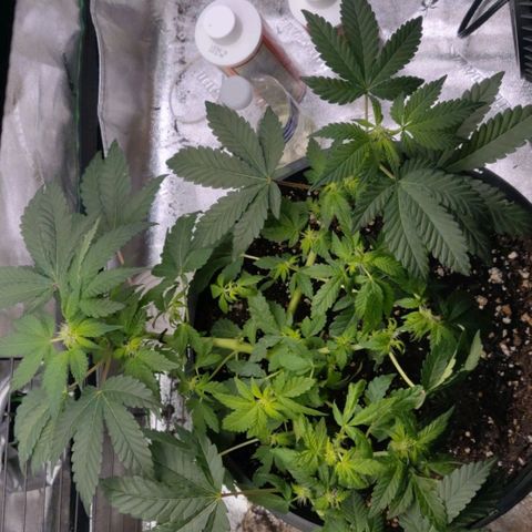 Tree 2 growlog timeline photo