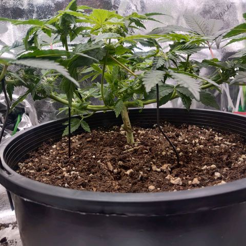 Tree 2 growlog timeline photo