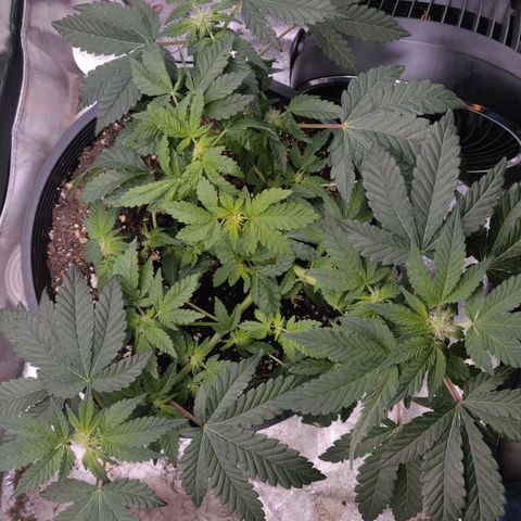 Tree 2 growlog timeline photo