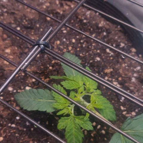 Tree 2 growlog timeline photo