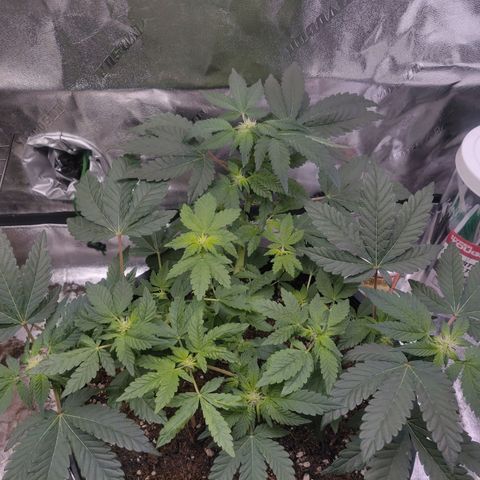 Tree 2 growlog timeline photo