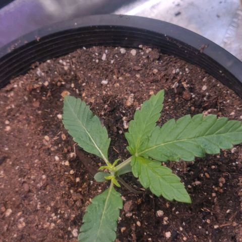 Tree 2 growlog timeline photo
