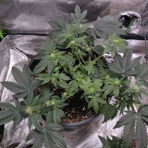 Tree 2 growlog timeline photo