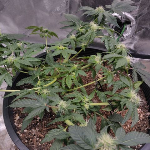Tree 2 growlog timeline photo
