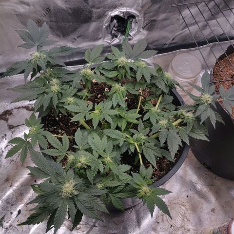 Tree 2 growlog timeline photo