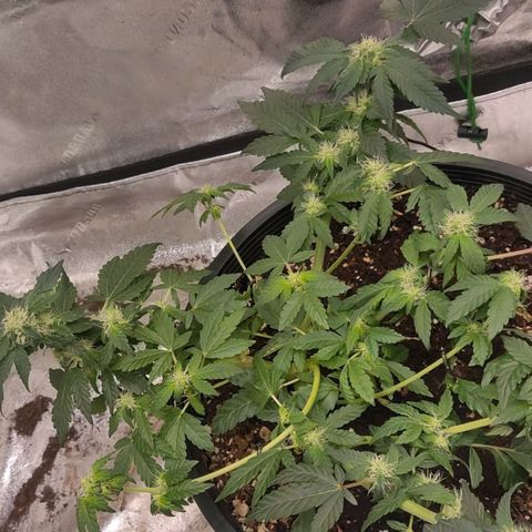 Tree 2 growlog timeline photo