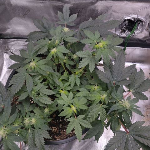 Tree 2 growlog timeline photo
