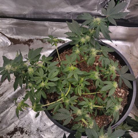 Tree 2 growlog timeline photo
