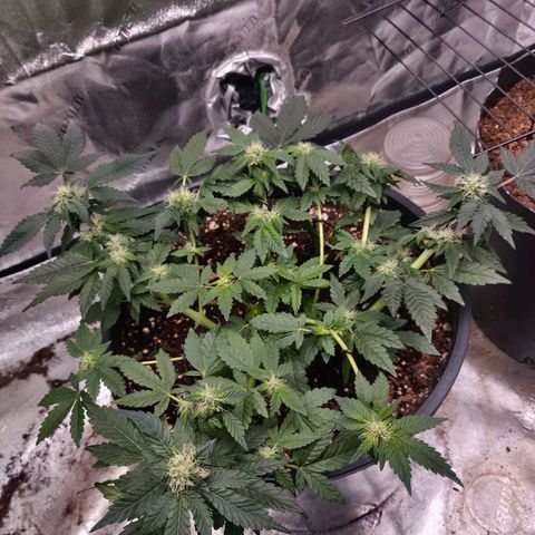 Tree 2 growlog timeline photo