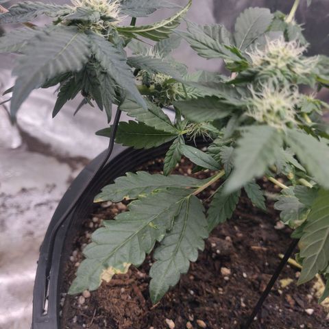 Tree 2 growlog timeline photo