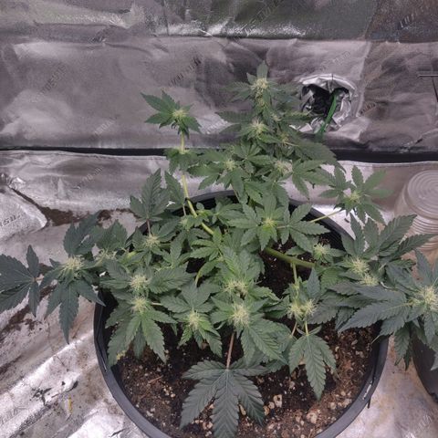 Tree 2 growlog timeline photo