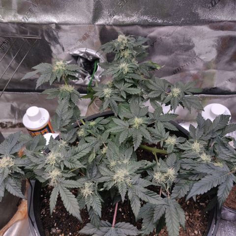 Tree 2 growlog timeline photo