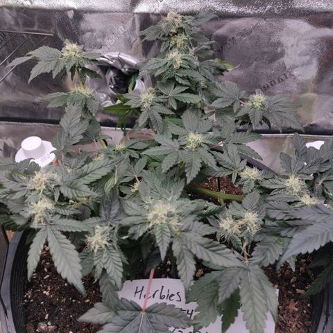 Tree 2 growlog timeline photo