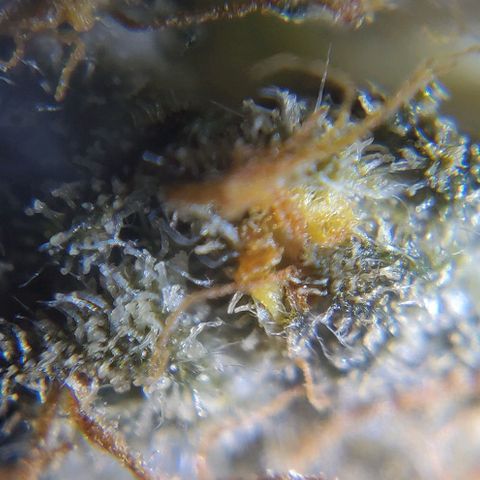 Tree 2 growlog timeline photo