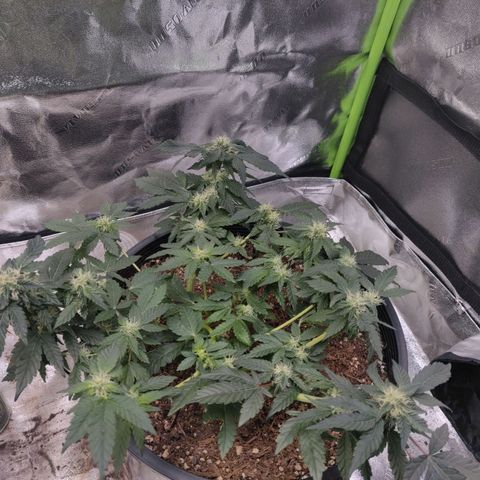 Tree 2 growlog timeline photo