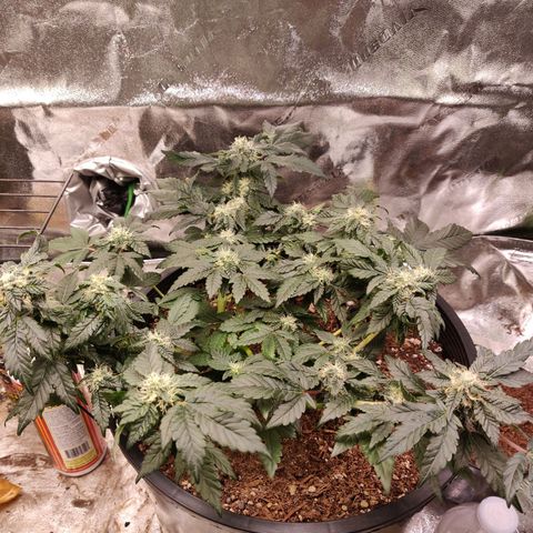 Tree 2 growlog timeline photo