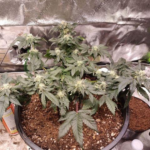 Tree 2 growlog timeline photo
