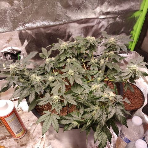 Tree 2 growlog timeline photo