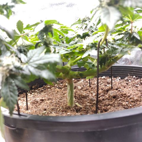 Tree 2 growlog timeline photo