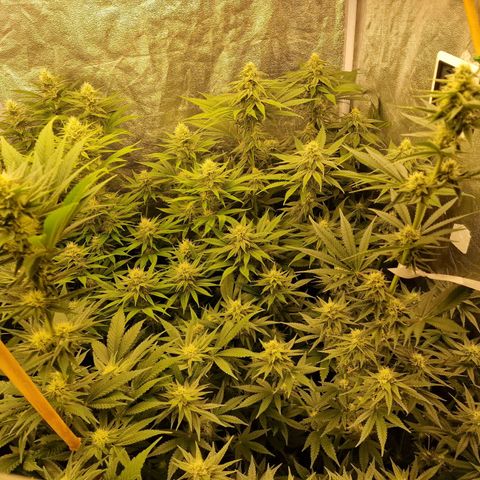 O.G. Kush growlog timeline photo