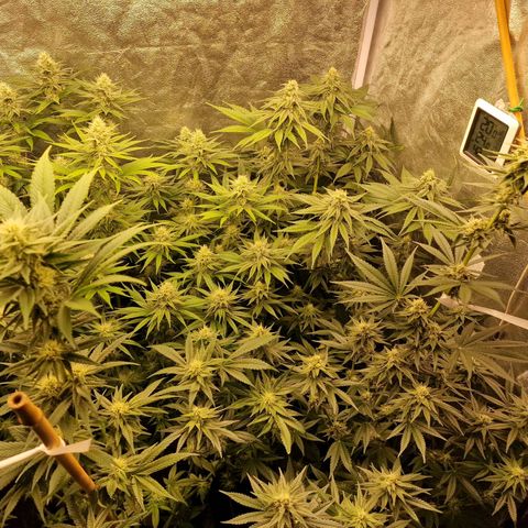 O.G. Kush growlog timeline photo