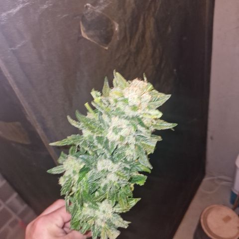 Foto do cronograma do growlog de Exodus Cheese Automatic