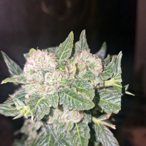 Foto do cronograma do growlog de Exodus Cheese Automatic
