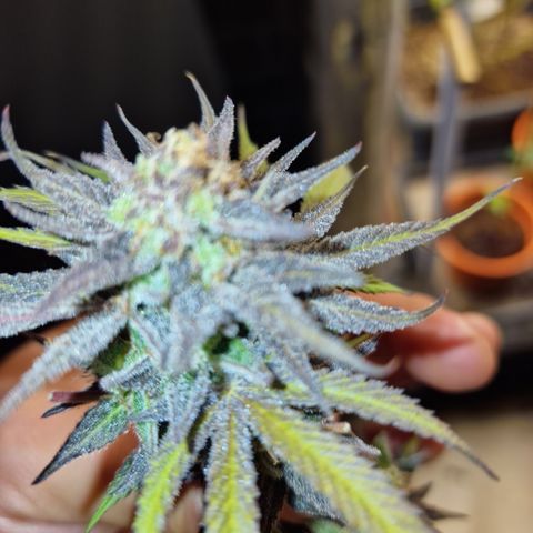 Royal Highness growlog timeline photo