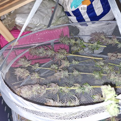 Royal Highness growlog timeline photo
