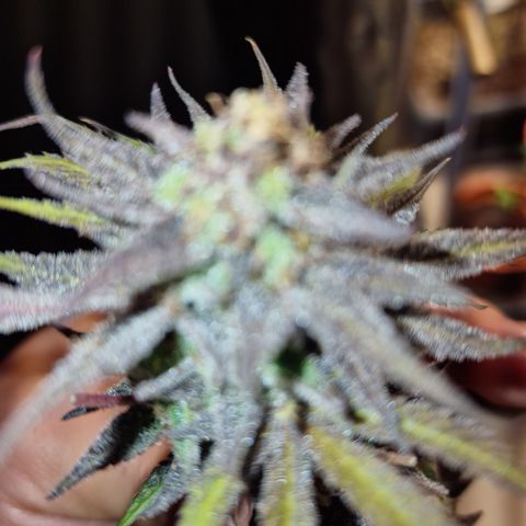 Royal Highness growlog timeline photo