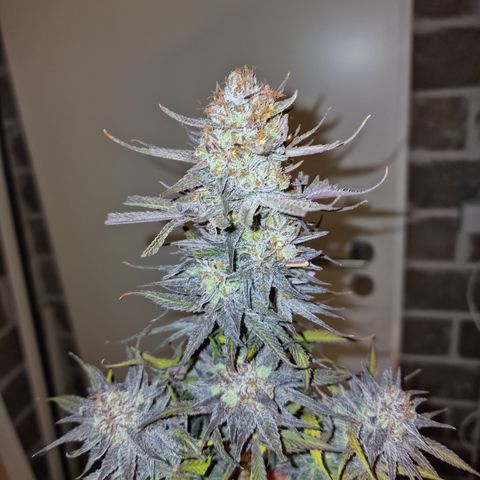 Royal Highness growlog timeline photo