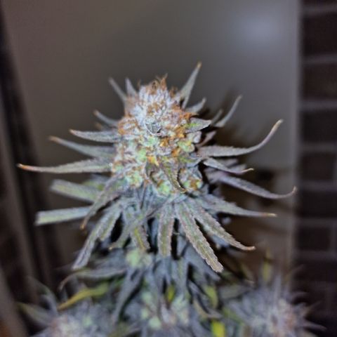 Royal Highness growlog timeline photo