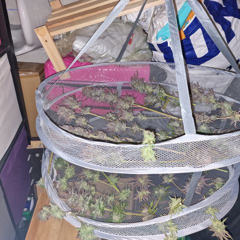 Royal Highness growlog timeline photo