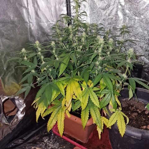 Blue kush queen  #2 growlog timeline photo