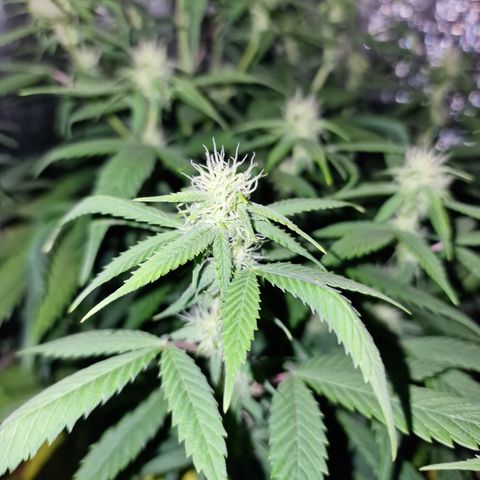Blue kush queen  #2 growlog timeline photo