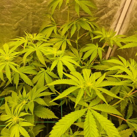 Apple Fritter growlog timeline photo