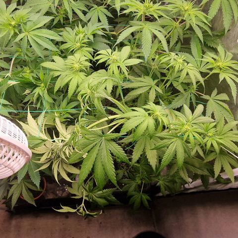 Apple Fritter growlog timeline photo