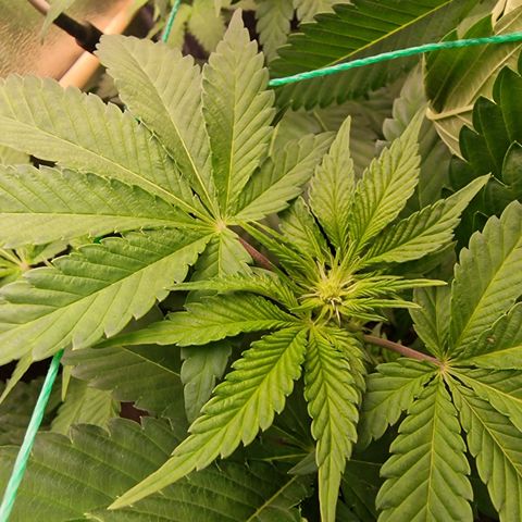 Apple Fritter growlog timeline photo