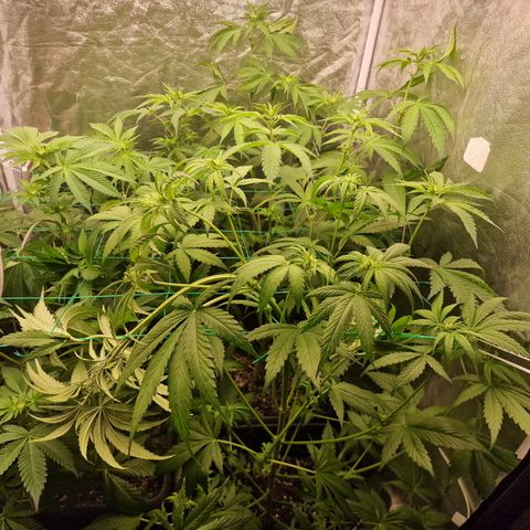 Apple Fritter growlog timeline photo