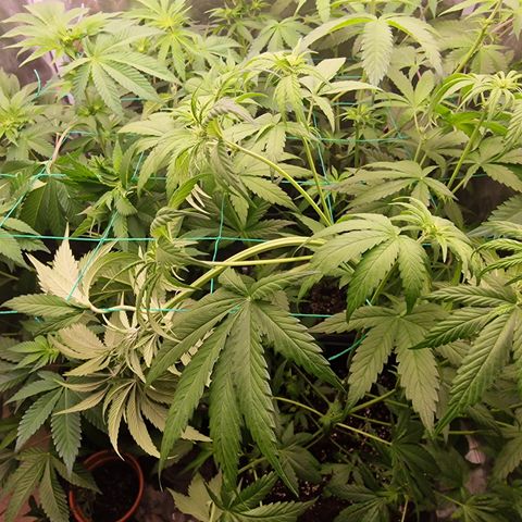 Apple Fritter growlog timeline photo